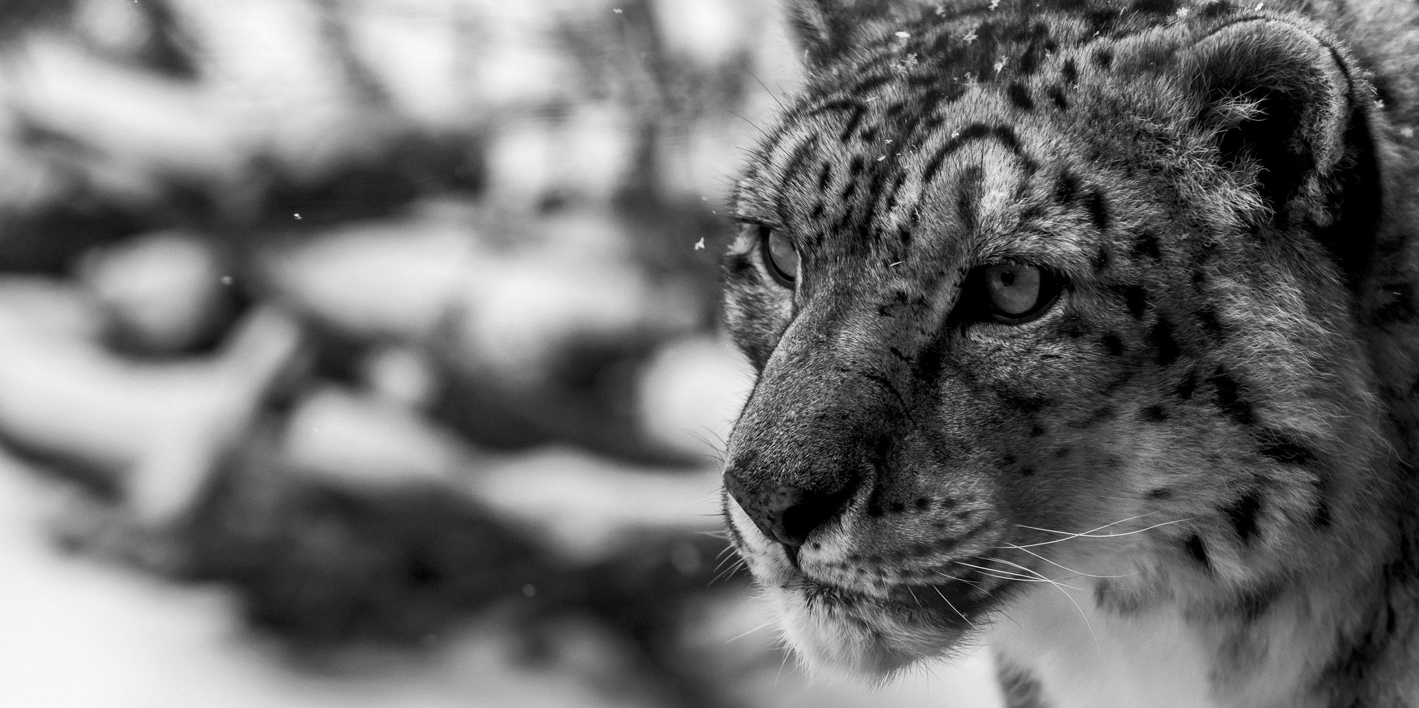 Snow Leopard